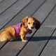 Illustration for article titled Not Even Puppies Are Safe From Advertiser Blocklists